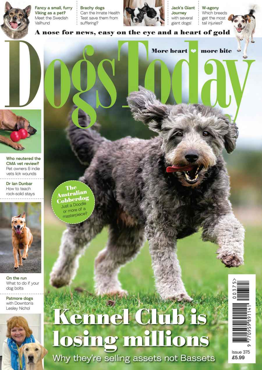 Dogs Today Magazine issue Issue 375