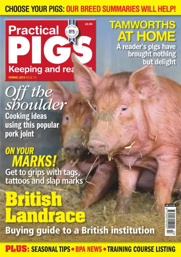 Practical Pigs Preview