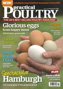 No.116 Glorious Eggs 
                issue No.116 Glorious Eggs