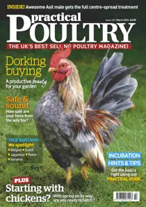 No.121 Dorking Buying 
                issue No.121 Dorking Buying