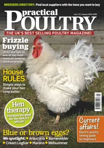 No.132 Frizzle Buying 
                issue No.132 Frizzle Buying