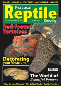 No.13 Beautiful Pythons 
                issue No.13 Beautiful Pythons