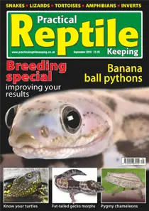 No.16 Banana Ball Pythons 
                issue No.16 Banana Ball Pythons