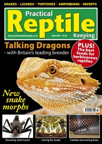 No.23 Bearded Dragons 
                issue No.23 Bearded Dragons