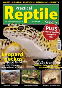 No.25 Natural Geckos 
                issue No.25 Natural Geckos