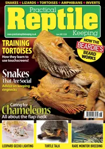 No.37 Training Tortoises 
                issue No.37 Training Tortoises