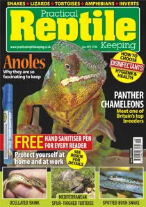 No.49 Panther Chameleons 
                issue No.49 Panther Chameleons