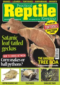 No.53 Satanic leaf-tailed Geckos 
                issue No.53 Satanic leaf-tailed Geckos