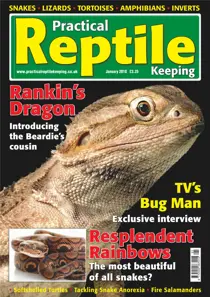 No.8 Rankin's Dragon 
                issue No.8 Rankin's Dragon