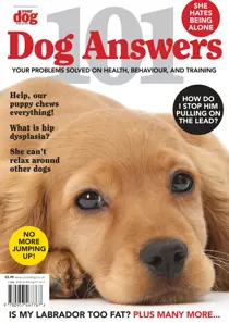 101 Dog Answers 
                issue 101 Dog Answers