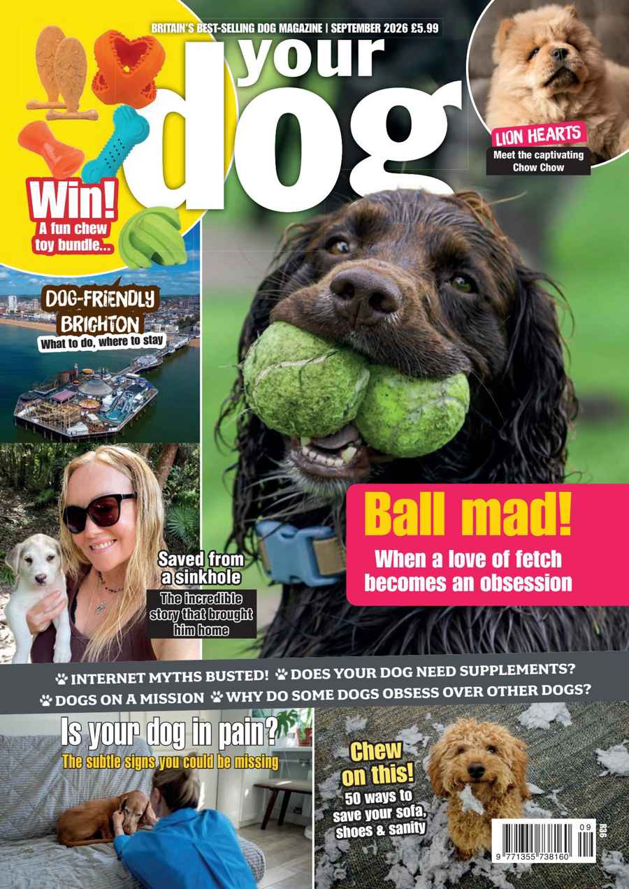 Your Dog issue Ball Mad! Your Dog - September 2026