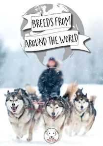 Your Dog Dog Breeds From Around The World