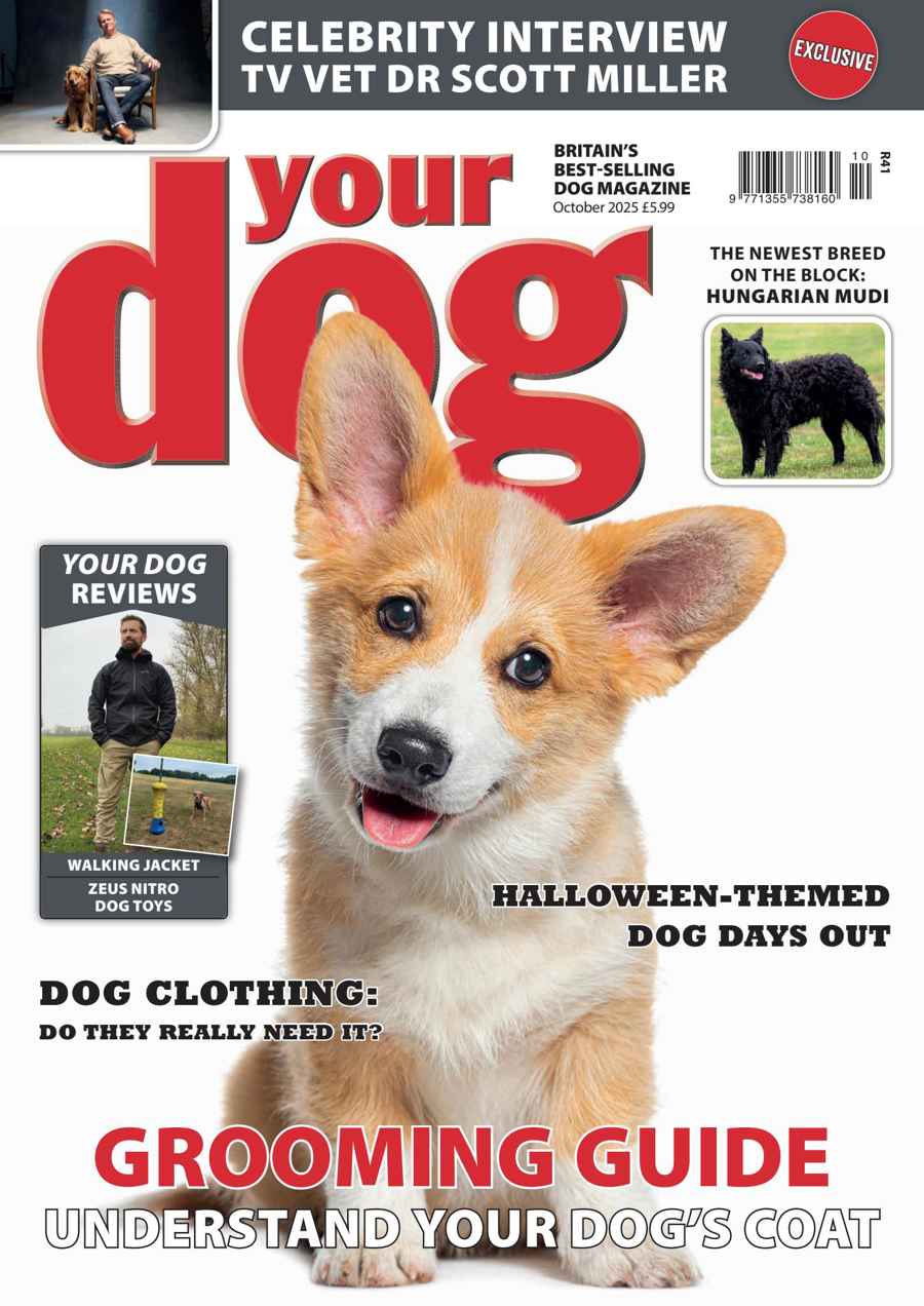 YOUR DOG