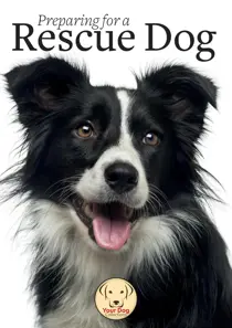 Your Dog Preparing for a Rescue Dog