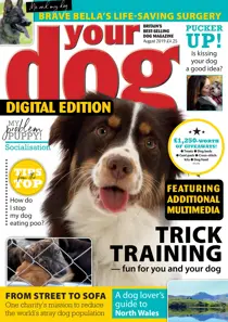 Your Dog Magazine August 2019 
                issue Your Dog Magazine August 2019