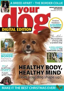 Your Dog Magazine December 2019 
                issue Your Dog Magazine December 2019