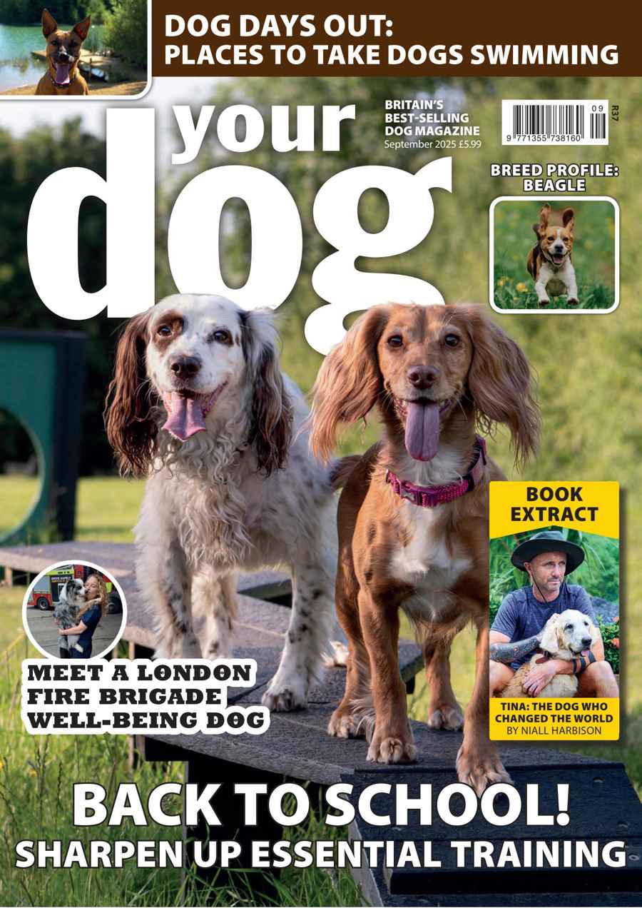 YOUR DOG